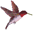 Pájaro volando